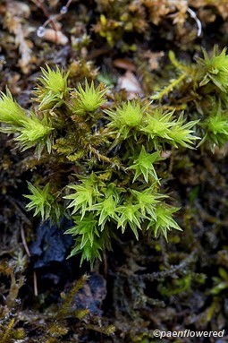 Plant form with wet leaves